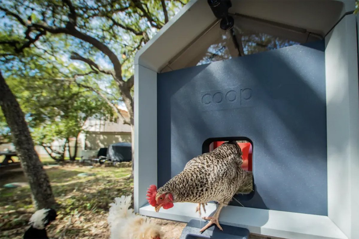 The Coop Houses Up to 6 Chickens