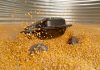 Grain Weevil Granary Management Robot