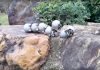 Iron-shelled Robo-snails Swarm