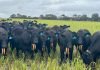 Gallagher eShepherd Virtual Fencing System