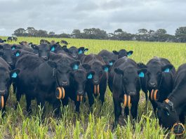 Gallagher eShepherd Virtual Fencing System