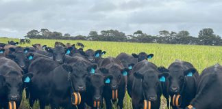 Gallagher eShepherd Virtual Fencing System