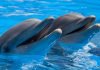 Google DolphinGemma AI Dolphin Language Translator