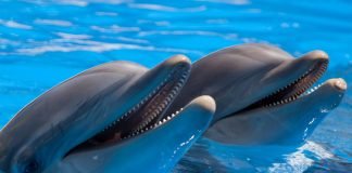 Google DolphinGemma AI Dolphin Language Translator