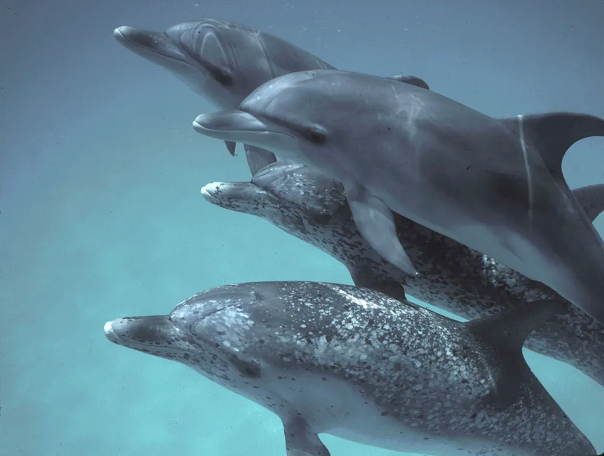Google DolphinGemma Atlantic Spotted Dolphins