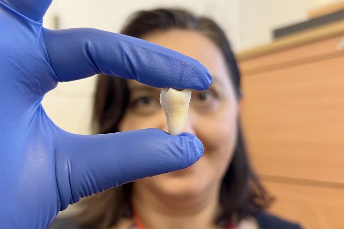 King's College London Lab-grown Teeth