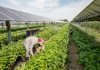 Agrivoltaics Test Project Colorado 2021