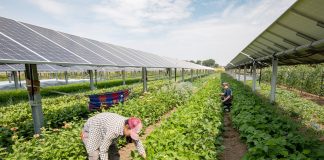 Agrivoltaics Test Project Colorado 2021
