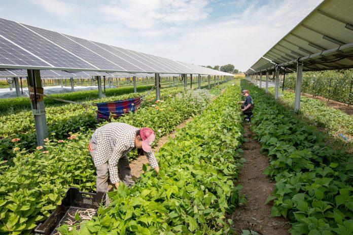 Agrivoltaics Test Project Colorado 2021