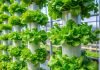 Vertical Farming with Aeroponic Towers