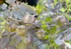 Galapagos Tomatoes Evolving Backwards Producing Ancient Toxins