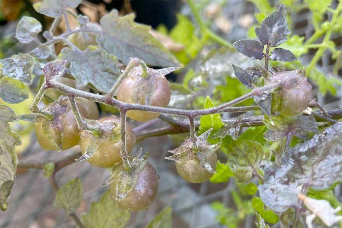 Galapagos Tomatoes Evolving Backwards Producing Ancient Toxins