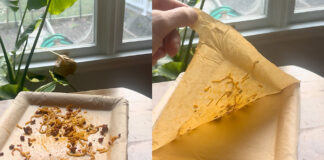 Peelware Peel Plate Reusable Dinnerware