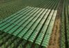 Bienesis Smart Vineyard Canopy