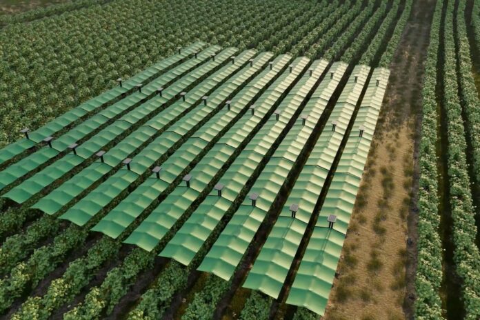 Bienesis Smart Vineyard Canopy