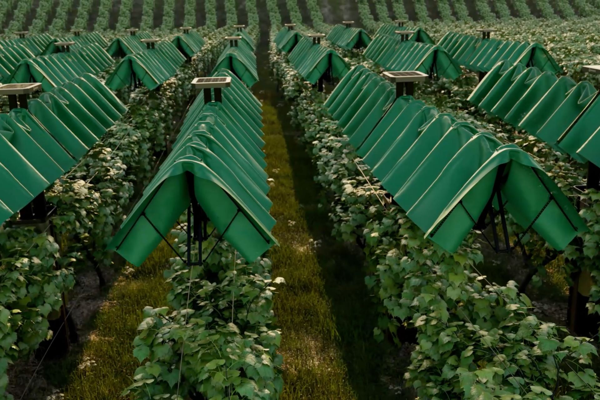 Bienesis Smart Vineyard Canopy Unfolding