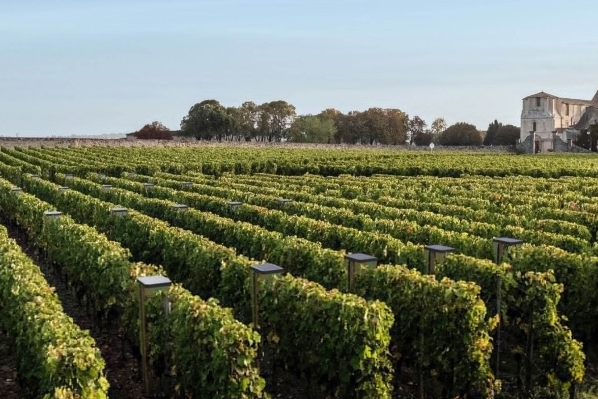 Bienesis Smart Vineyard Canopy Unobtrusive