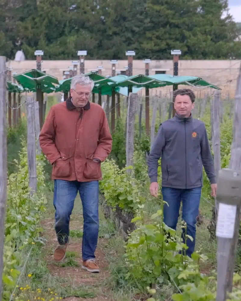 Bienesis Smart Vineyard Canopy Users