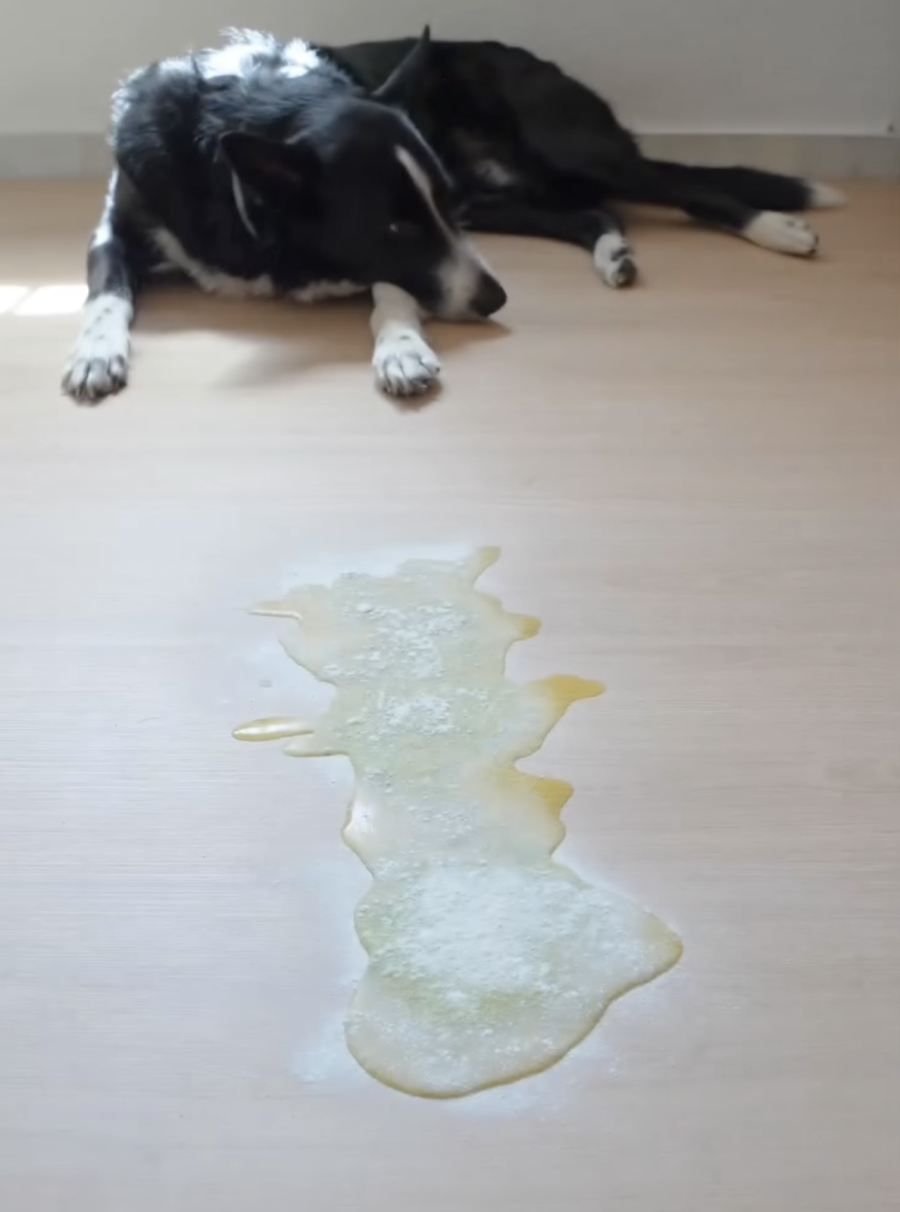 PipiDry Pet Accident Cleanup Powder Uses