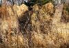 GhostBlind Mirrored Hunting Blind