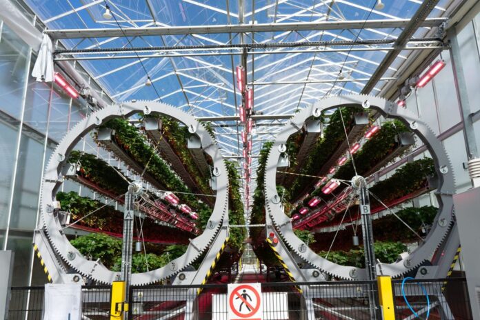 Giant rotating rigs carrying strawberry plants inside Dyson Farming’s Lincolnshire glasshouse