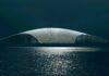 Norway’s whale museum rises from the Arctic coast like a giant tail Architectural rendering of The Whale museum’s curved, whale-tail-like roof beside the ocean in Andenes, Norway.