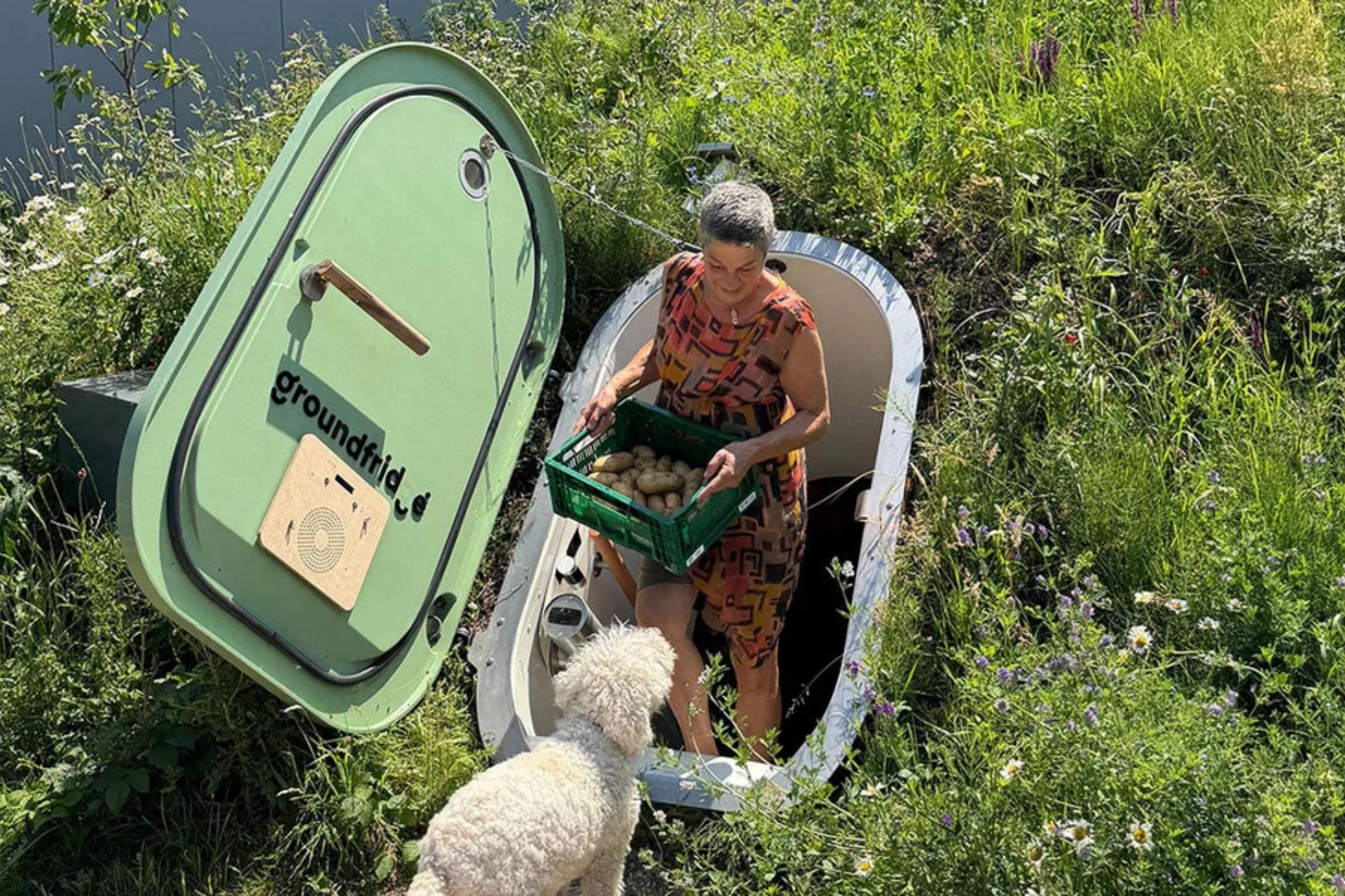 Woman carrying a crate of potatoes out of a Groundfridge surrounded by garden plants